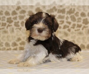 Schnauzer (Miniature) Puppy for sale in DENVER, PA, USA