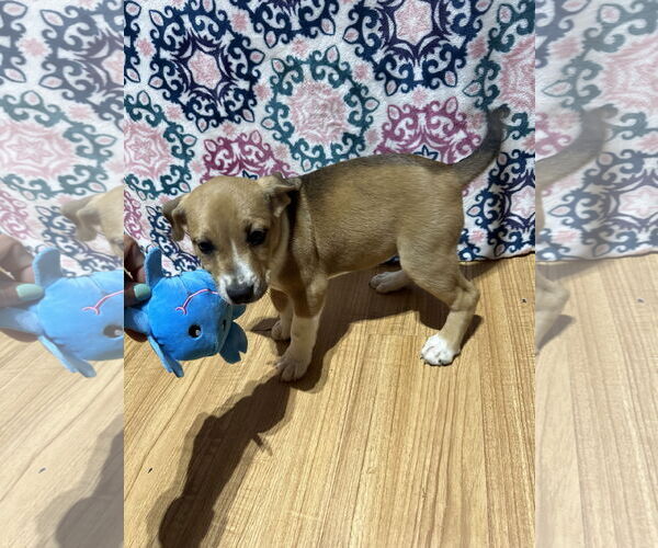 Medium Photo #6 Bluetick Coonhound-Redbone Coonhound Mix Puppy For Sale in Ball Ground, GA, USA