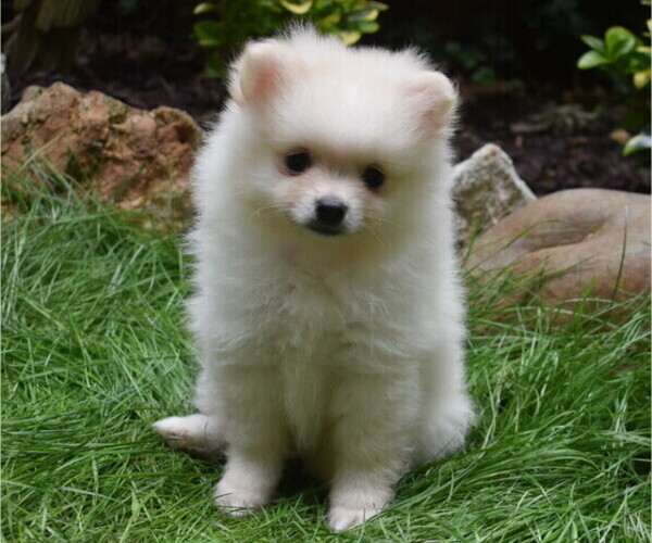 Medium Photo #9 Pomeranian Puppy For Sale in DINWIDDIE, VA, USA