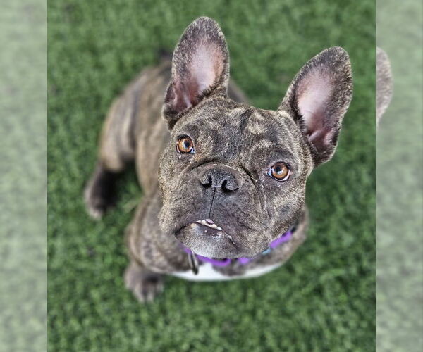 Medium Photo #4 French Bulldog Puppy For Sale in Lake elsinore, CA, USA
