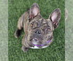 Small #3 French Bulldog