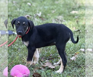 CHEDDAR BOB - Male Mutt Dog for Adoption - Photo #4