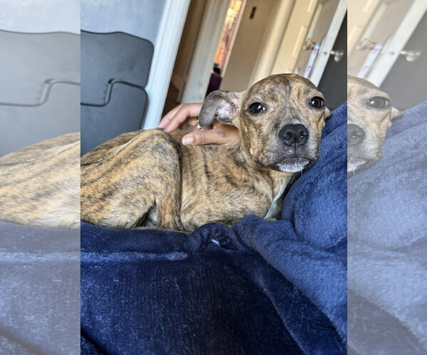 Medium Photo #2 Mutt Puppy For Sale in Rockville, MD, USA