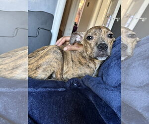 DOBBY - Female Mutt Dog for Adoption - Photo #2