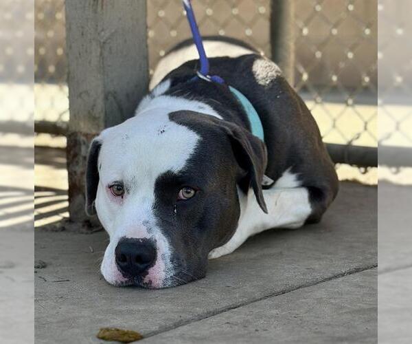 Medium Photo #2 Mutt Puppy For Sale in Modesto, CA, USA