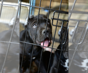 Cane Corso Puppy for sale in SAN BERNARDINO, CA, USA