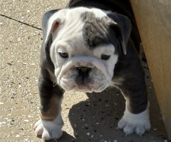 Medium Photo #4 Bulldog Puppy For Sale in MCDONOUGH, GA, USA
