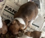 Small Photo #8 French Bulldog Puppy For Sale in SAN FRANCISCO, CA, USA