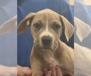 American Pit Bull Terrier-Catahoula Leopard Dog Mix Dogs for adoption in Sanford, FL, USA