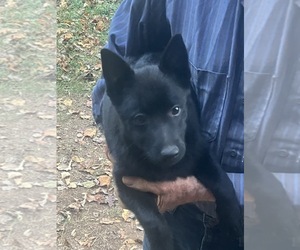 Schipperke Puppy for sale in CARROLLTON, GA, USA