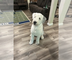 Sheepadoodle Puppy for sale in TYRONE, PA, USA