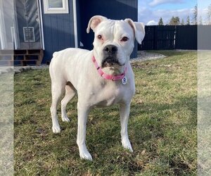 Boxer Dogs for adoption in Stanwood, WA, USA