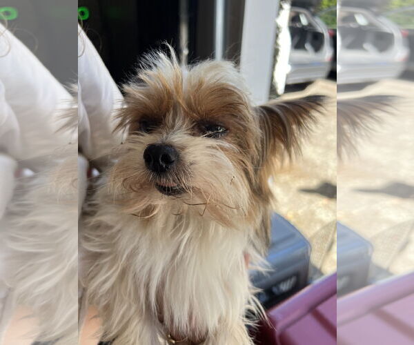 Medium Photo #5 Mutt Puppy For Sale in Bellevue, WA, USA