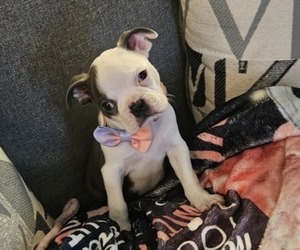 Medium Boston Terrier