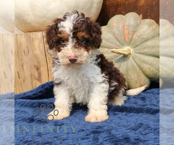 Medium Photo #1 Bernedoodle (Miniature) Puppy For Sale in NARVON, PA, USA