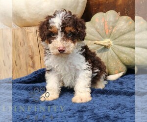 Bernedoodle (Miniature) Puppy for sale in NARVON, PA, USA