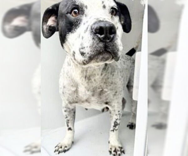 Medium Photo #1 Mutt Puppy For Sale in Houston, TX, USA