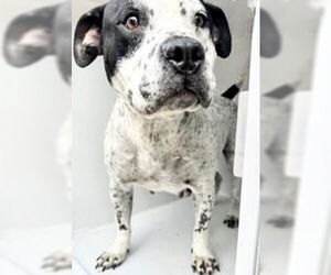 Mutt Dogs for adoption in Houston, TX, USA