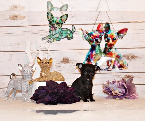 Medium Photo #1 Chihuahua Puppy For Sale in CHARLESTON, AR, USA