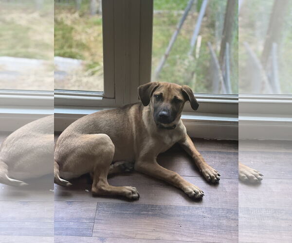 Medium Photo #6 Black Mouth Cur-Labrador Retriever Mix Puppy For Sale in Crossville, AL, USA