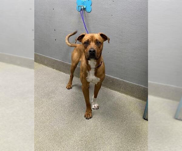 Medium Photo #1 Mutt Puppy For Sale in Las Vegas, NV, USA