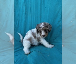 Bernedoodle (Miniature) Puppy for Sale in BLOOMFIELD, Missouri USA