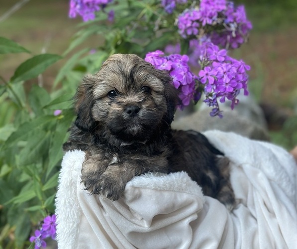 Medium Photo #9 Cava-Tzu Puppy For Sale in NAPERVILLE, IL, USA