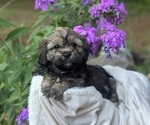 Small #8 Cava-Tzu