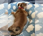 Small Photo #4 Bulldog Puppy For Sale in Lighthouse Point, FL, USA