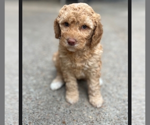Labradoodle Puppy for sale in CYPRESS, TX, USA