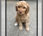 Apricot female - Female Labradoodle Puppy for Sale - Small photo