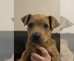 Small #3 Mutt
