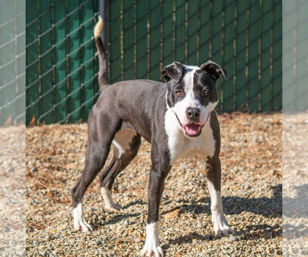 Medium Photo #4 Mutt Puppy For Sale in Hilton Head, SC, USA