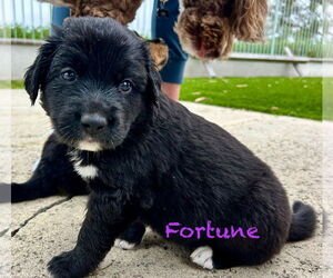 Bernese Mountain Dog Dogs for adoption in Mission Viejo, CA, USA