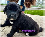 Small Bernese Mountain Dog