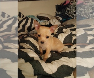 Chihuahua Puppy for sale in CO BLUFFS, IA, USA