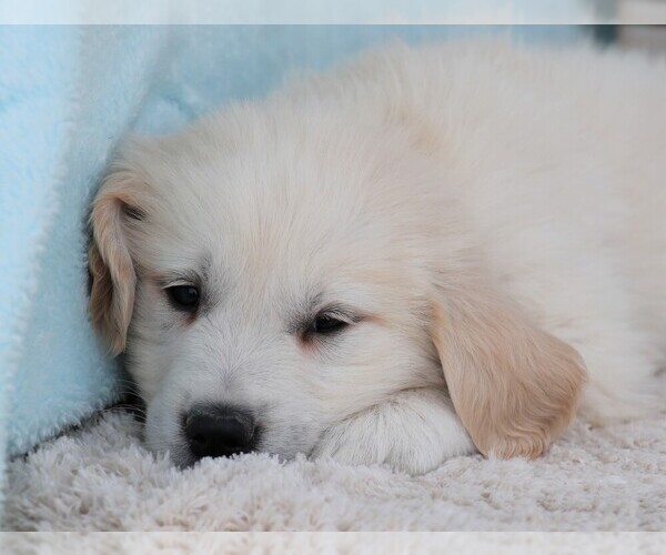 Medium Photo #4 Golden Retriever Puppy For Sale in SYRACUSE, IN, USA