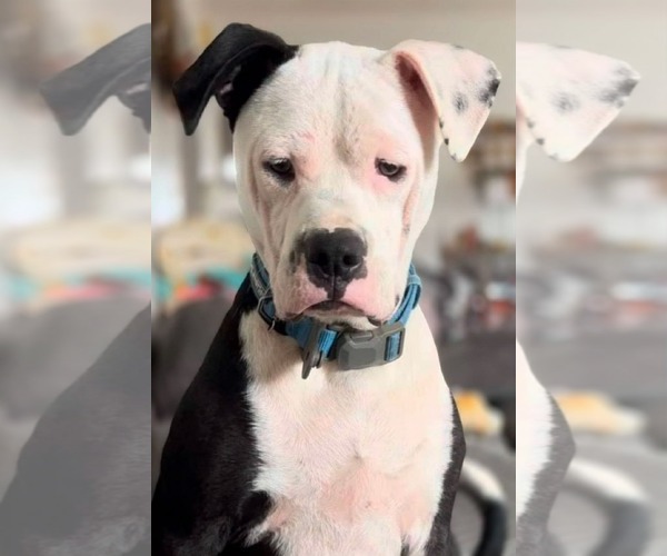 Medium Photo #4 American Pit Bull Terrier-Unknown Mix Puppy For Sale in Germantown, OH, USA