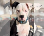 Small #3 American Pit Bull Terrier Mix