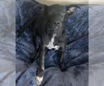 Small #1 Mutt