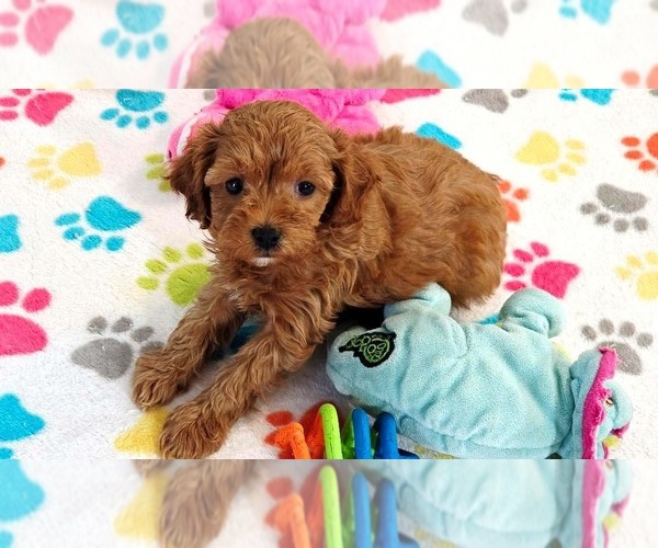 Medium Photo #8 Cavapoo (Miniature)-Poodle (Toy) Mix Puppy For Sale in ORO VALLEY, AZ, USA