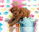 Small #7 Cavapoo (Miniature)-Poodle (Toy) Mix