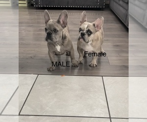 French Bulldog Puppy for sale in SACRAMENTO, CA, USA