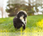 Small Photo #6 Poodle (Toy) Puppy For Sale in WARSAW, IN, USA