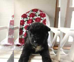 Akita-Poodle (Standard) Mix Puppy for sale in MISHAWAKA, IN, USA