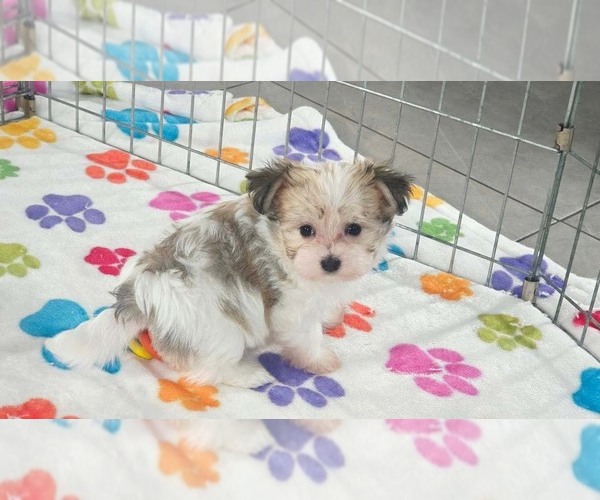 Medium Photo #11 Papitese Puppy For Sale in ORO VALLEY, AZ, USA