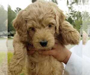Goldendoodle Puppy for Sale in CHARLESTON, South Carolina USA