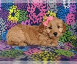 Small Photo #5 Goldendoodle Puppy For Sale in QUARRYVILLE, PA, USA