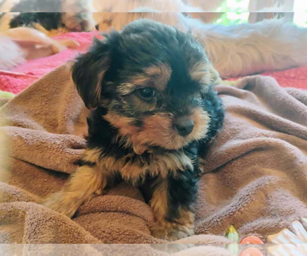 Medium Photo #1 Yorkshire Terrier Puppy For Sale in LE ROY, KS, USA