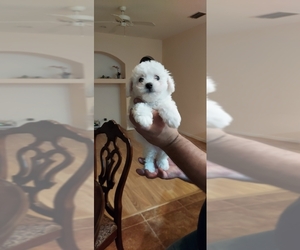 Bichon Frise Puppy for sale in CITY OF SPOKANE VALLEY, WA, USA
